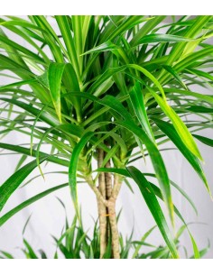 Dracena reflexa | 120 cm 2