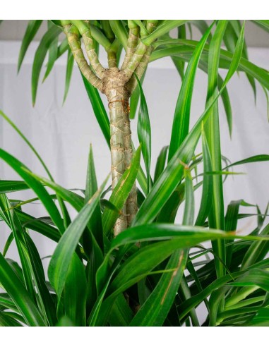 Dracena reflexa | 120 cm