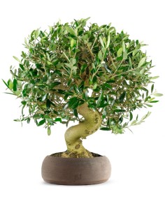 Olivo Esemplare 2. 17 anni