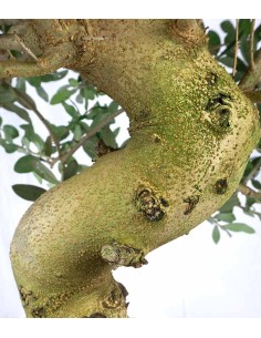 Olivo Esemplare 2. 17 anni 2