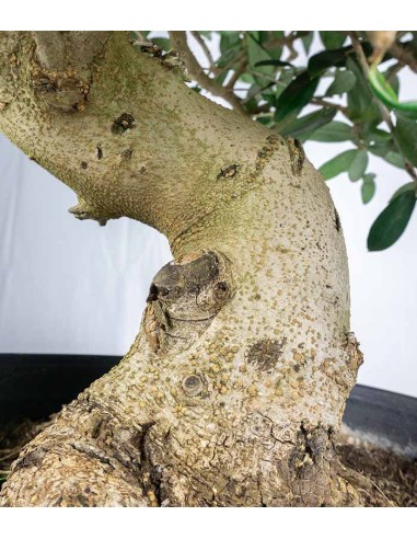 Olivo Esemplare 2. 17 anni