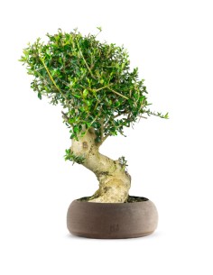 Olivastro Esemplare 1.  17...