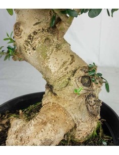 Olivastro Esemplare 1.  17... 2