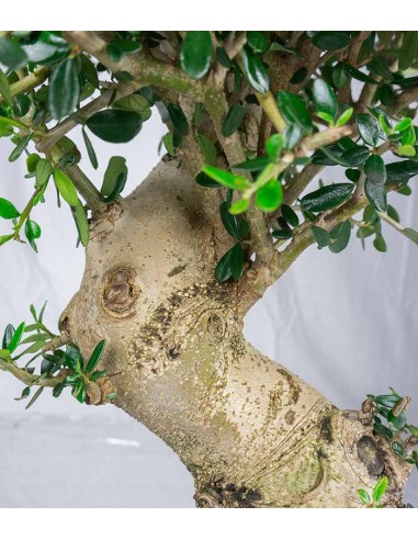 Olivo Europeo Esemplare 1. 19 anni Olivo Europeo Esemplare 1. 19 anni