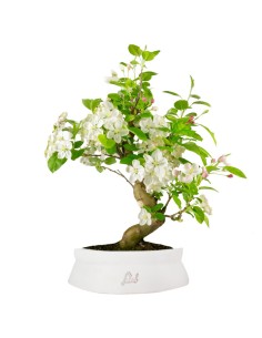 Melo bonsai | 12 anni