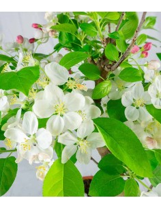 Melo bonsai | 12 anni 2