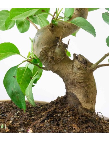 Melo bonsai | 12 anni Melo bonsai | 12 anni