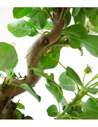 Melo bonsai | 12 anni Melo bonsai | 12 anni