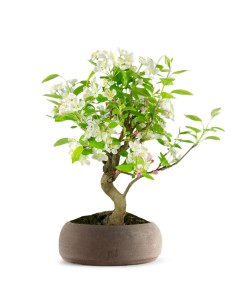 Melo bonsai | 10 anni