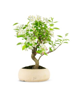 Melo bonsai | 10 anni 2