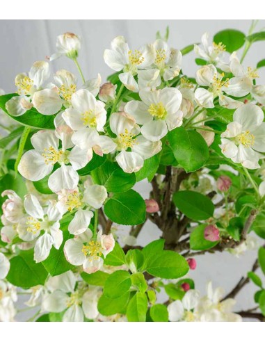 Melo bonsai | 10 anni Melo bonsai | 10 anni