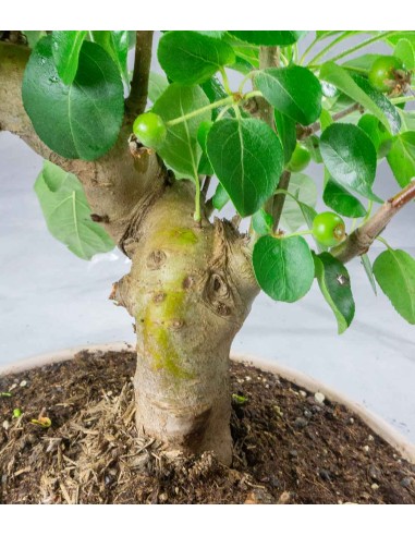 Melo bonsai | 10 anni Melo bonsai | 10 anni