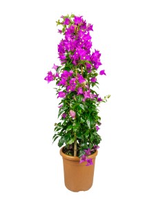 Bougainvillea glabra