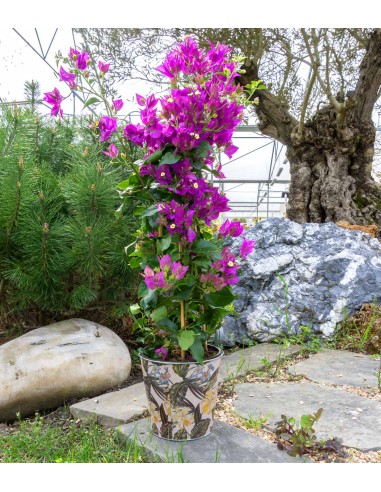Bougainvillea glabra