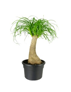 Beaucarnea Nolina Recurvata