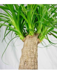 Beaucarnea Nolina Recurvata 2