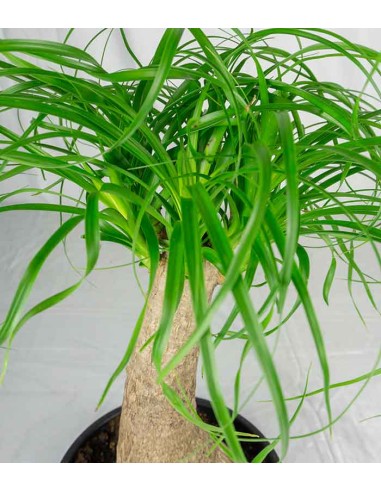 Beaucarnea Nolina Recurvata