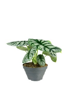 Alocasia Silver Dragon