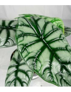 Alocasia Silver Dragon 2