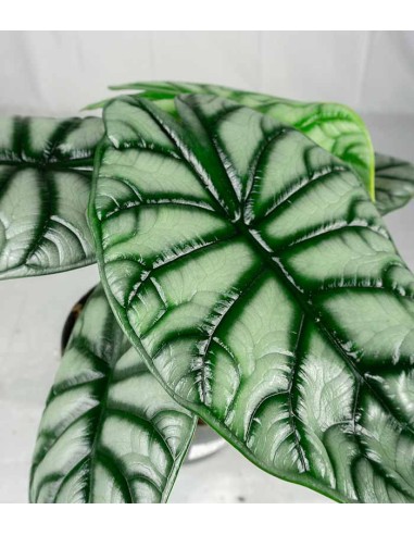 Alocasia Silver Dragon