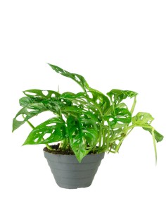 Filodendro Monstera Obliqua...