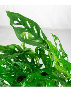 Filodendro Monstera Obliqua... 2