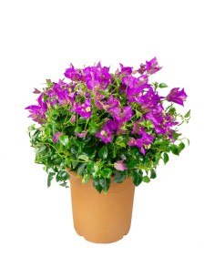 Bougainvillea glabra a...