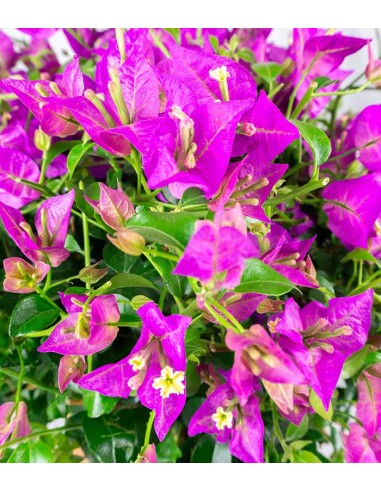 Bougainvillea glabra a cespuglio Bougainvillea glabra a cespuglio