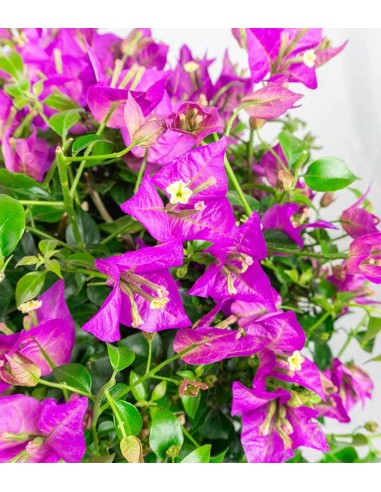 Bougainvillea glabra a cespuglio Bougainvillea glabra a cespuglio