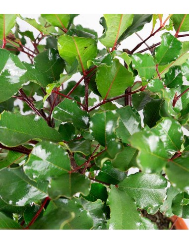 Carrubo pianta in vaso