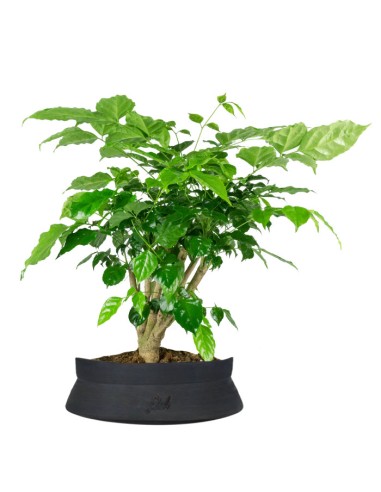 Radermachera Radermachera