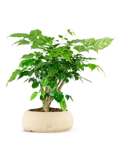 Radermachera Radermachera