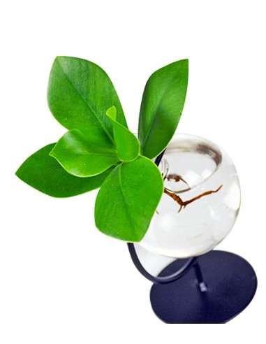 Clusia Sfera |Clusia Idro in vetro...