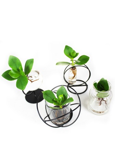 Clusia Sfera |Clusia Idro in vetro...