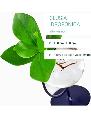 Clusia Sfera |Clusia Idro in vetro...