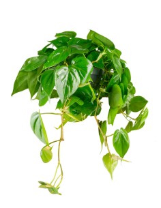 Filodendro Scandens ricadente