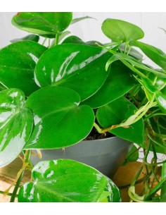 Philodendron Scandens 2