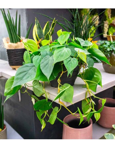 Philodendron Scandens