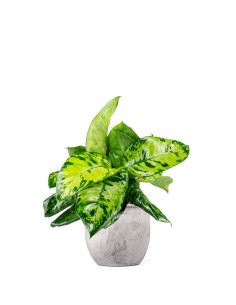 Homalomena rubescens variegata