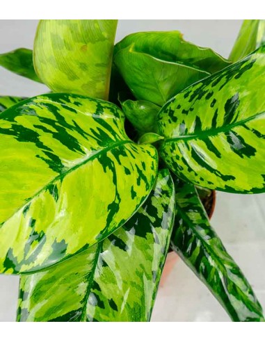 Homalomena rubescens variegata