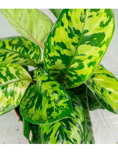 Homalomena rubescens variegata