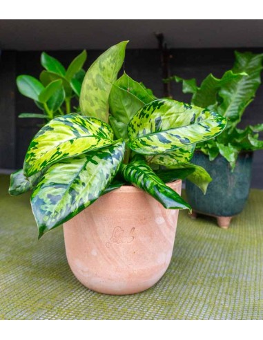 Homalomena rubescens variegata