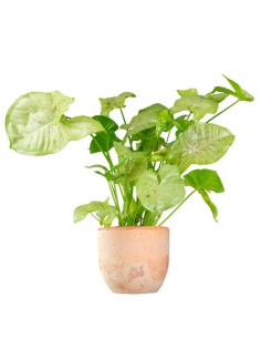 Syngonium "Milk Confetti"