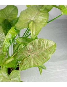 Syngonium "Milk Confetti" 2