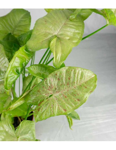 Syngonium "Milk Confetti"