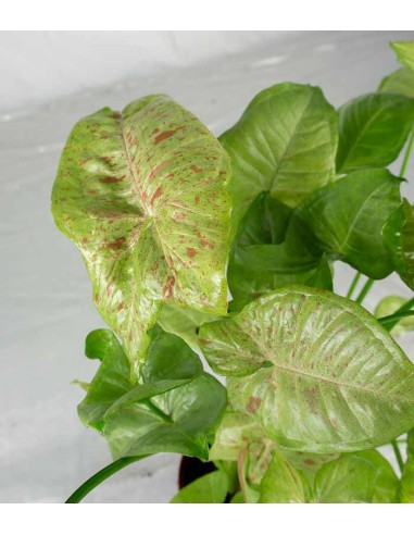 Syngonium variegato Podophyllum