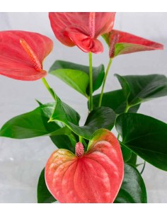 Anthurium Rosa Idroponica 2