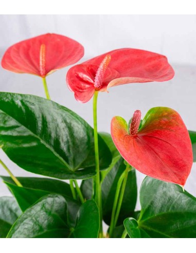 Anthurium Rosa Idroponica
