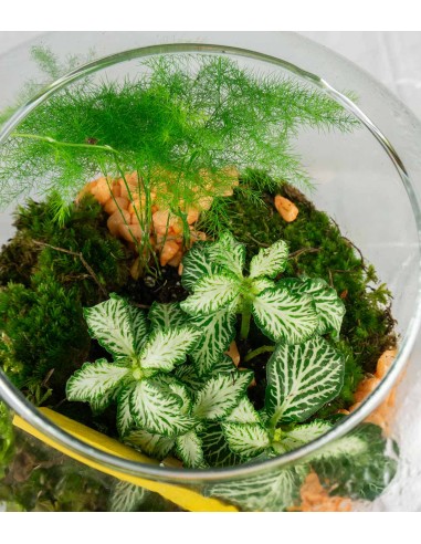 Mix piante in terrario "Let’s grow"