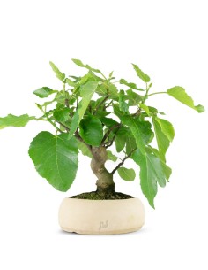 Ficus Carica esemplare 1 |...
